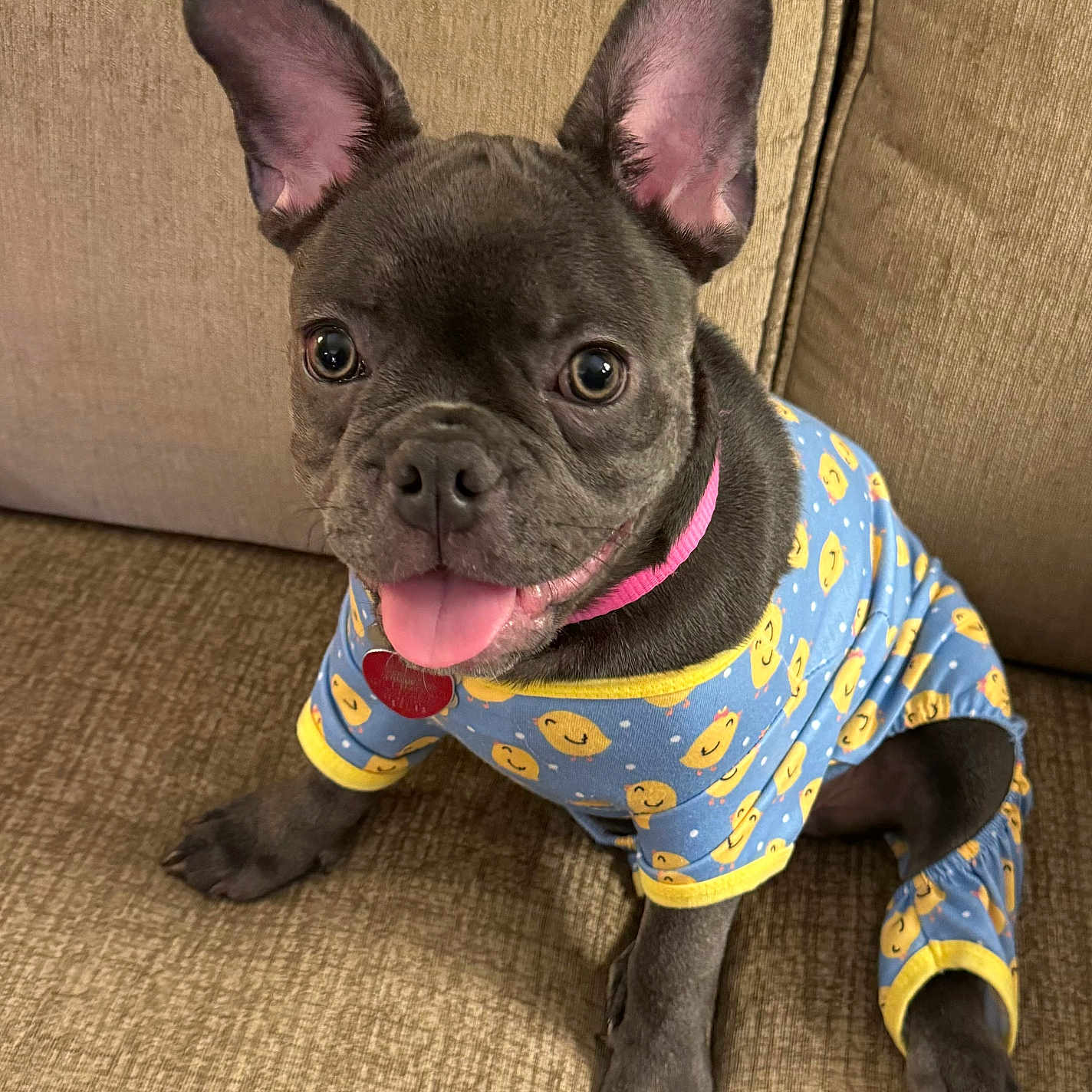 Croissant joined the competition — help win amazing prizes! animal, bulldog, canine, dog, frenchbulldog, pet, pitbull, pug, puppy
