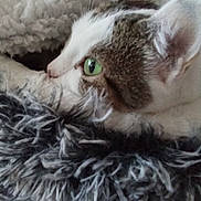 Crevette a rejoint le concours — aidez-le/la à gagner de superbes lots ! cat, close_up, green_eyes, furry, blanket, cozy, pet, animal, whiskers, ears, soft, resting, domestic_cat, fur_texture, side_view, cute, indoor, relaxed, mammal, sleepy