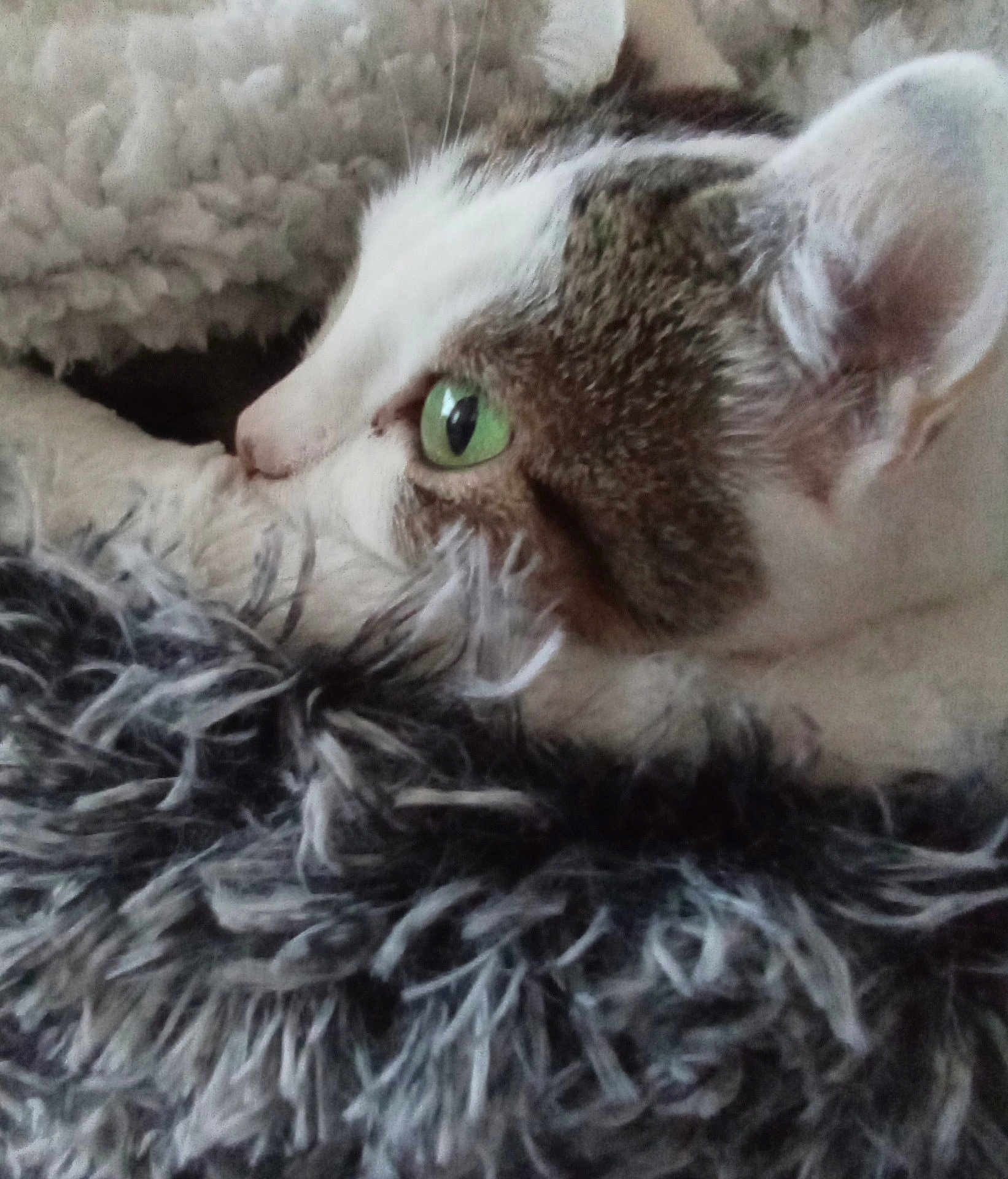 Crevette a rejoint le concours — aidez-le/la à gagner de superbes lots ! cat, close_up, green_eyes, furry, blanket, cozy, pet, animal, whiskers, ears, soft, resting, domestic_cat, fur_texture, side_view, cute, indoor, relaxed, mammal, sleepy
