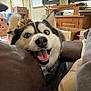 dog, husky, pet, indoor, living_room, furniture, couch, box, television, animal, canine, happy, tongue, blue_eyes, smiling, background, domestic, household, companions, relaxed