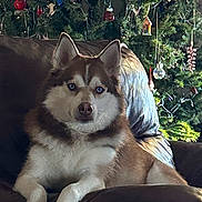 Coco joined the competition — help win amazing prizes! dog, husky, blue_eyes, leather_couch, indoor, christmas_tree, ornaments, holiday, festive, pet, animal, fur, relaxed, seated, mammal, decorations, greenery, living_room, cozy, portrait