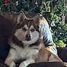 animal, blue_eyes, christmas_tree, cozy, decorations, dog, festive, fur, greenery, holiday, husky, indoor, leather_couch, living_room, mammal, ornaments, pet, portrait, relaxed, seated