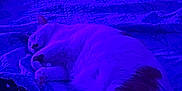 Farley is registered to the contest to win money with this photo: cat, sleeping, bed, quilt, indoor, purple_light, cozy, pet, feline, resting, orange_spot, white_fur, blanket, quiet, calm, domestic_animal, fur, animal, home, night