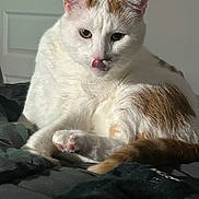 Farley is registered to the contest to win money with this photo: cat, white_cat, ginger_spots, tongue_out, pet, indoor, bed, blanket, fur, paw, relaxed, cute, animal, feline, whiskers, ears, closeup, soft_light, resting, cozy