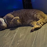 Parker is registered to the contest to win money with this photo: cat, sleeping, floor, wooden_floor, indoor, pet, feline, fur, collar, relaxed, cute, animal, whiskers, paw, domestic_animal, resting, cozy, quiet, peaceful, tabby