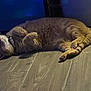 cat, sleeping, floor, wooden_floor, indoor, pet, feline, fur, collar, relaxed, cute, animal, whiskers, paw, domestic_animal, resting, cozy, quiet, peaceful, tabby