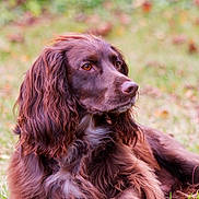 Coco is registered to the contest to win money with this photo: dog, brown_dog, long_fur, wavy_fur, outdoor, grass, animal, pet, portrait, side_view, nature, canine, relaxed, close_up, autumn, fur_texture, mammal, companion, calm, daylight