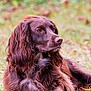 dog, brown_dog, long_fur, wavy_fur, outdoor, grass, animal, pet, portrait, side_view, nature, canine, relaxed, close_up, autumn, fur_texture, mammal, companion, calm, daylight
