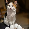 cat, calico_cat, pet, animal, face, eyes, ears, whiskers, sitting, indoors, portrait, eggs, egg_carton, food, breakfast, kitchen, warm_lighting, shallow_depth_of_field, blurred_background, cute