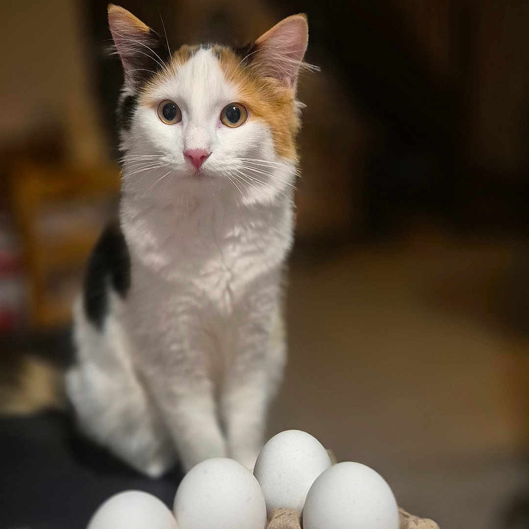 Isis a rejoint le concours — aidez-le/la à gagner de superbes lots ! cat, calico_cat, pet, animal, face, eyes, ears, whiskers, sitting, indoors, portrait, eggs, egg_carton, food, breakfast, kitchen, warm_lighting, shallow_depth_of_field, blurred_background, cute