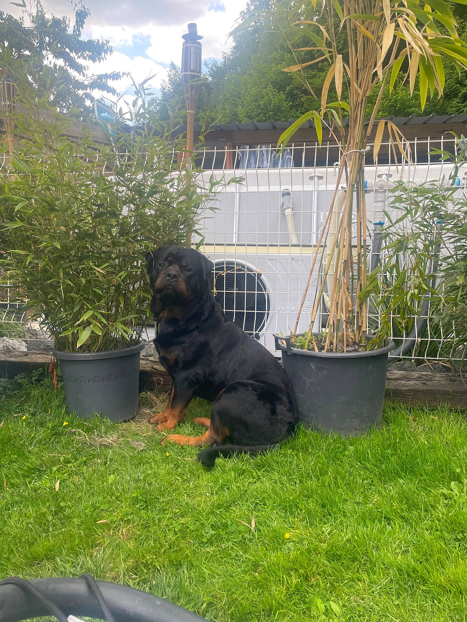 Outch participe au concours pour gagner de l'argent avec cette photo : carnivore, cloud, companion_dog, dog, dog_breed, flowerpot, garden, grass, groundcover, gun_dog, houseplant, landscaping, lawn, plant, shrub, sky, sporting_group, tail, tree, working_animal