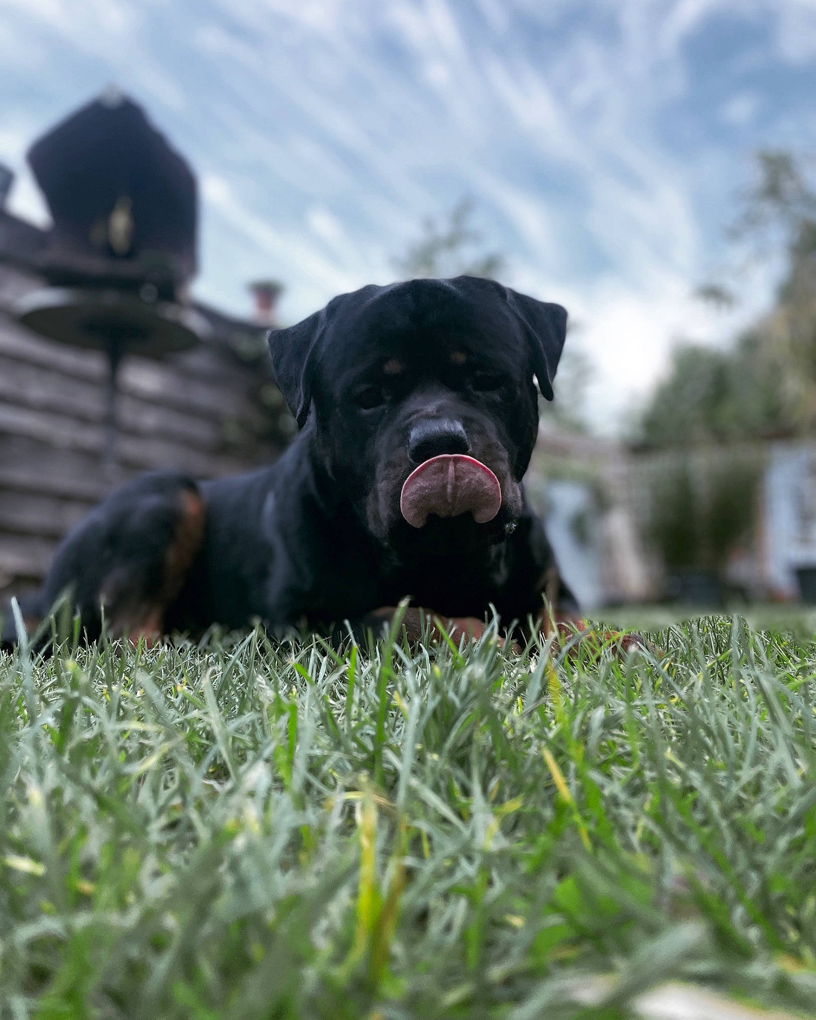 Outch a rejoint le concours — aidez-le/la à gagner de superbes lots ! annual_plant, canidae, carnivore, cloud, companion_dog, dog, dog_breed, grass, grassland, guard_dog, landscape, lawn, non_sporting_group, pasture, plant, sky, snout, sporting_group, working_animal, working_dog