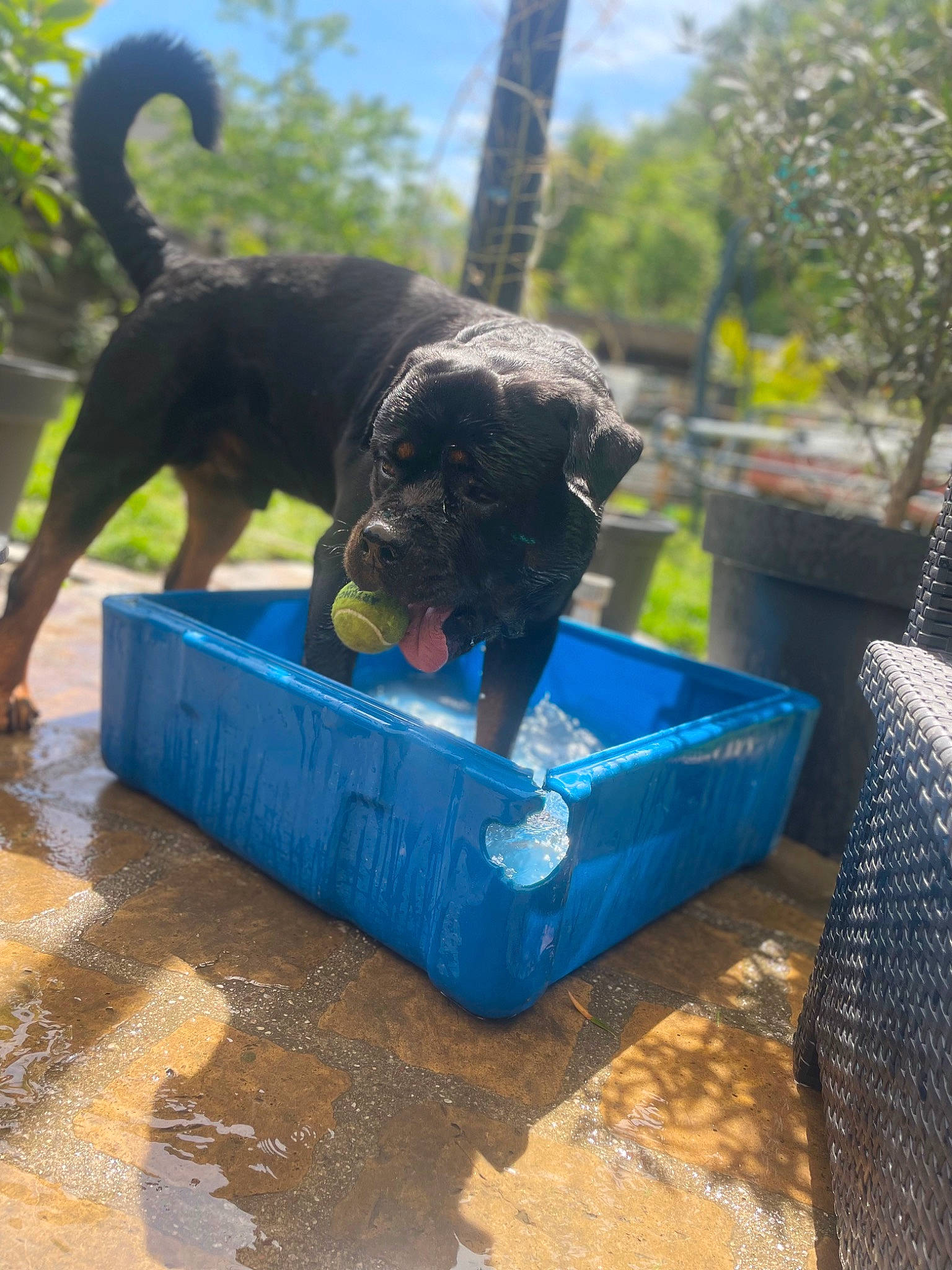 Outch a rejoint le concours — aidez-le/la à gagner de superbes lots ! canidae, carnivore, companion_dog, dog, dog_breed, electric_blue, fun, grass, guard_dog, leisure, recreation, sky, soil, sporting_group, standard_poodle, tail, terrestrial_animal, tree, working_animal, working_dog