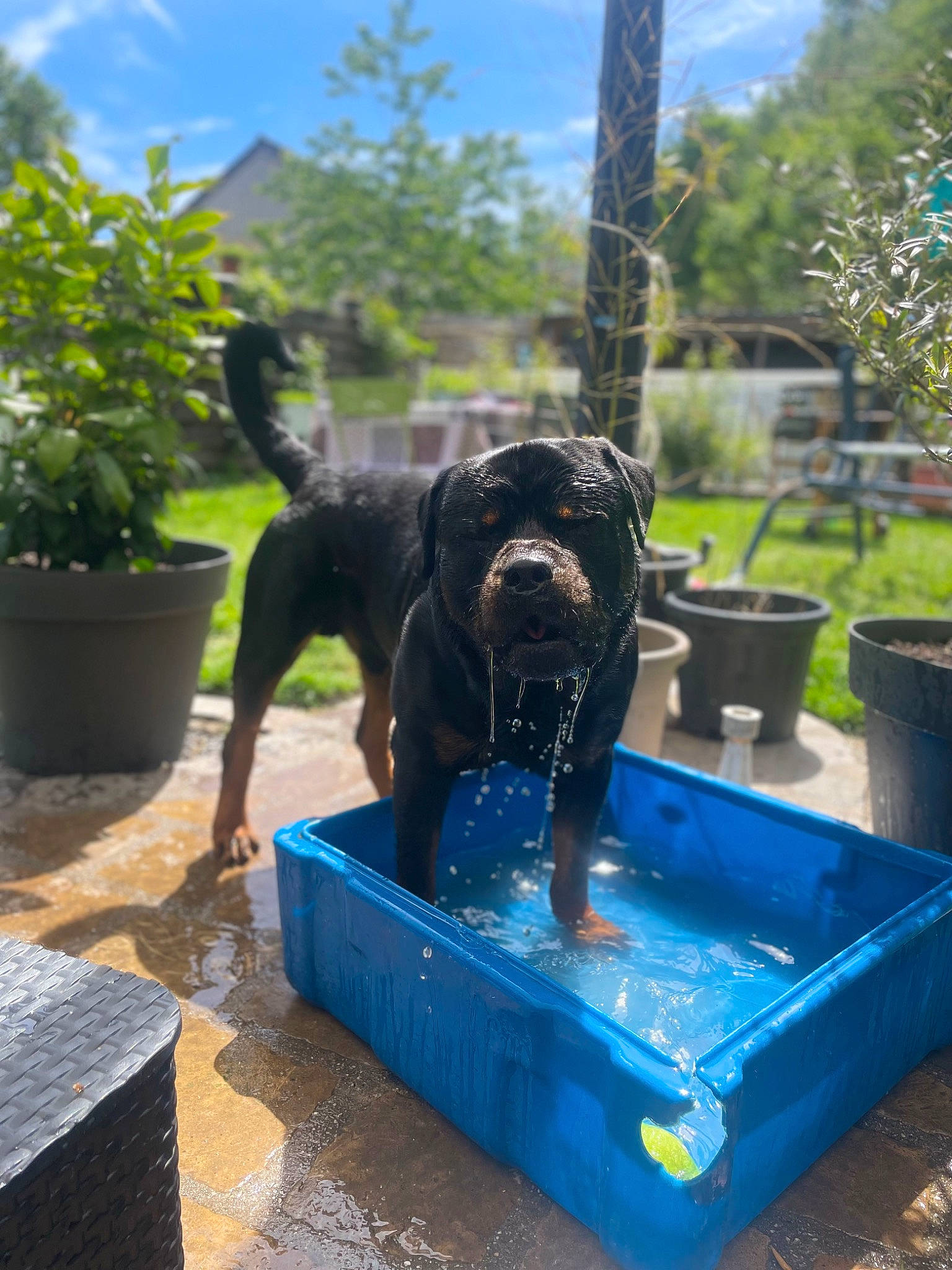 Outch participe au concours pour gagner de l'argent avec cette photo : canidae, carnivore, companion_dog, dog, dog_breed, electric_blue, fawn, flowerpot, fun, grass, houseplant, leisure, pet_supply, plant, recreation, sky, sporting_group, tree, water, working_animal