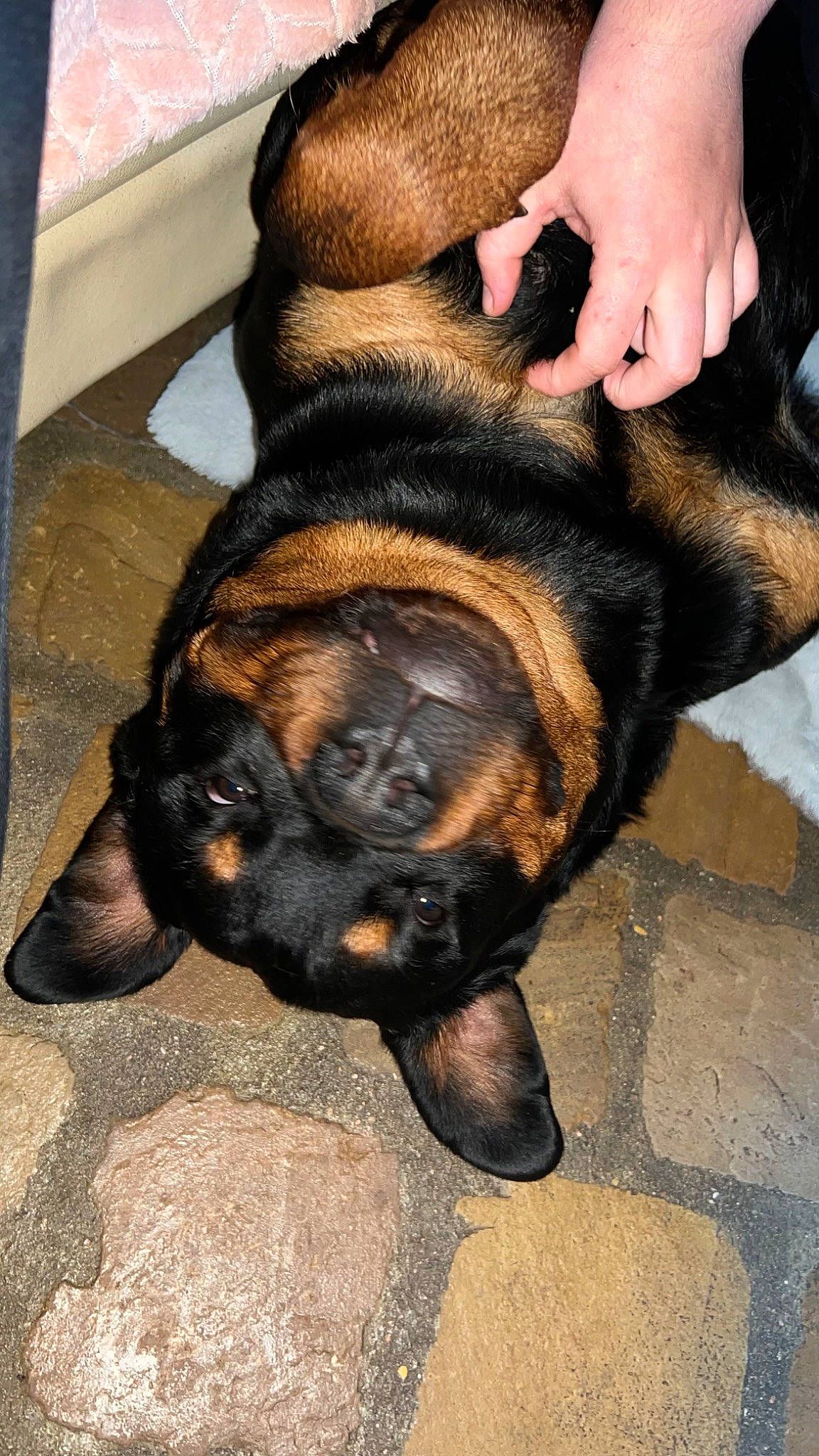 Outch Junior a rejoint le concours — aidez-le/la à gagner de superbes lots ! canidae, carnivore, comfort, companion_dog, dog, dog_breed, fawn, foot, fur, guard_dog, molosser, nail, paw, snout, sporting_group, thumb, whiskers, working_dog, wrinkle, wrist