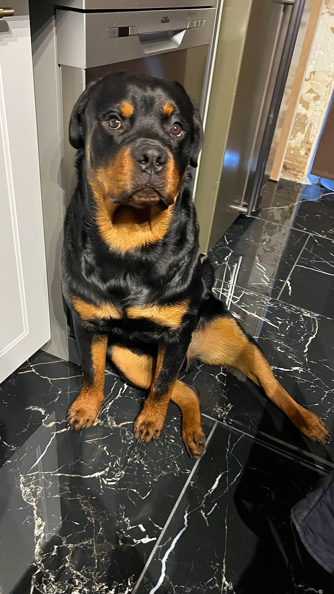 Outch Junior a rejoint le concours — aidez-le/la à gagner de superbes lots ! canidae, carnivore, companion_dog, dog, dog_breed, fawn, flooring, fur, guard_dog, hound, hunting_dog, puppy, rottweiler, working_animal, working_dog