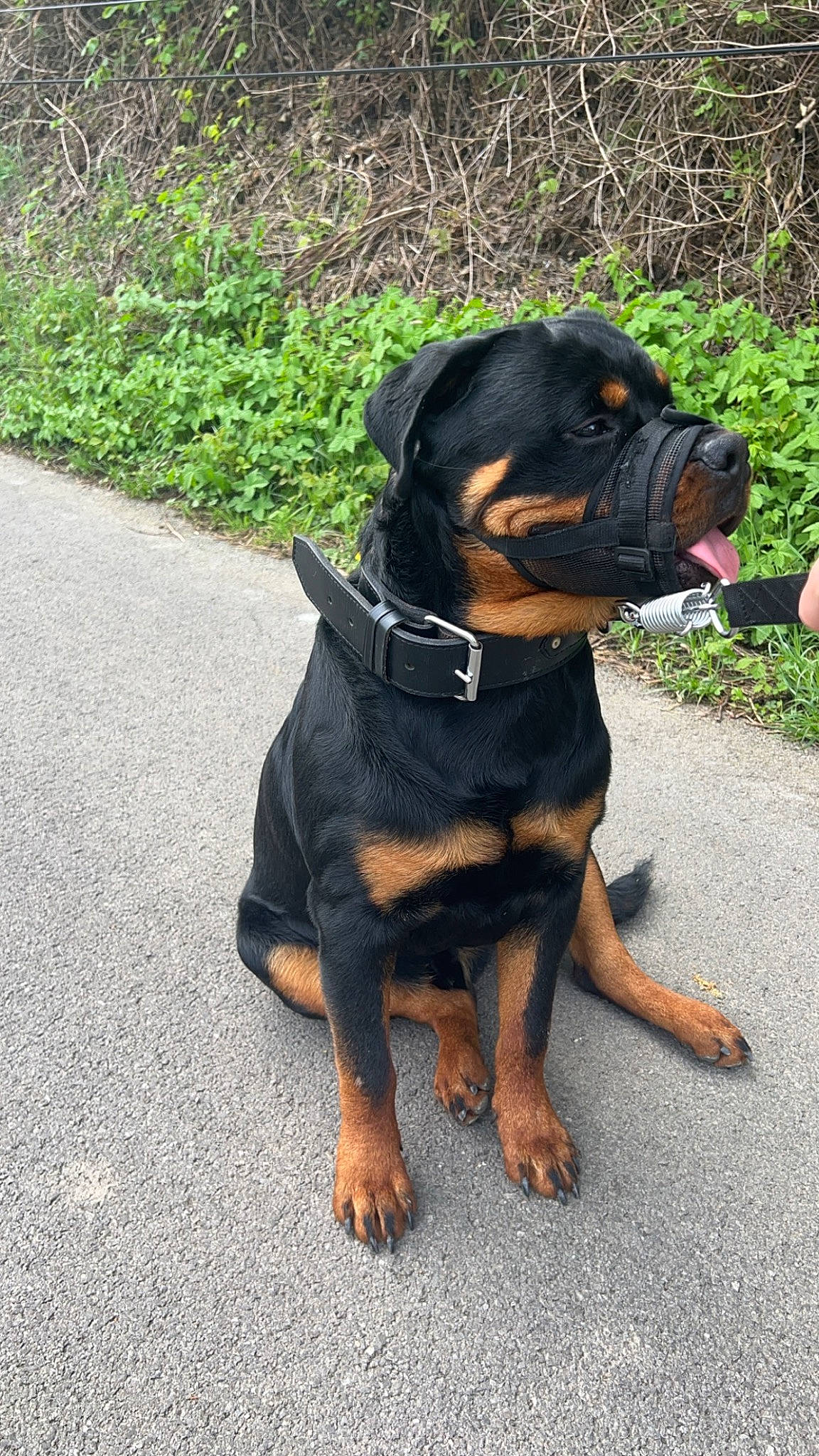 Outch Junior a rejoint le concours — aidez-le/la à gagner de superbes lots ! asphalt, canidae, carnivore, collar, companion_dog, dog, dog_breed, dog_collar, fawn, grass, hound, hunting_dog, plant, road_surface, rottweiler, snout, sporting_group, terrestrial_animal, working_animal, working_dog