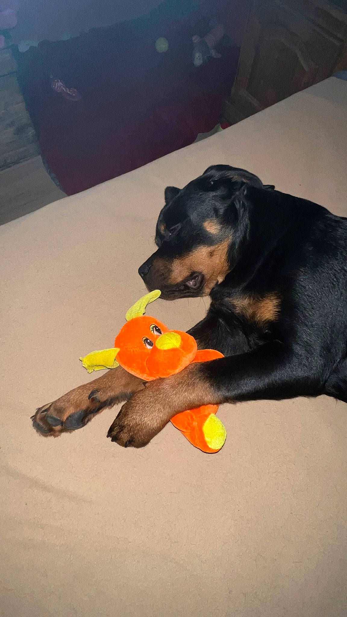 Outch Junior participe au concours pour gagner de l'argent avec cette photo : canidae, carnivore, companion_dog, dog, dog_breed, guard_dog, hat, heat, mammal, paw, pinscher, sporting_group, stuffed_toy, tail, toy, toy_dog, vertebrate, working_animal, working_dog