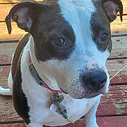 Cas is registered to the contest to win money with this photo: dog, pet, animal, canine, black_and_white, collar, outdoor, wooden_deck, closeup, ears, nose, fur, sitting, looking, domestic_animal, mammal, companion, friendly, cute, paw