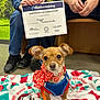 Cas joined the competition — help win amazing prizes! dog, small_dog, harness, red_bow, blanket, certificate, hands, people, indoor, floor, leash, training, achievement, celebration, pet, cute, brown_dog, sitting, looking_at_camera, award
