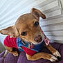 dog, small_dog, pet, puppy, fur, ears, nose, wearing_clothes, red_shirt, blue_harness, indoor, cushion, purple_cushion, white_blinds, curious_expression, close_up, animal, domestic_animal, resting, paw