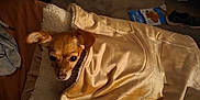 Chicken Nugget is registered to the contest to win money with this photo: dog, blanket, brown, cozy, indoors, couch, pet, small_dog, fur, face, ears, curious, lying_down, soft_texture, carpet, door, room, household, comfort, resting