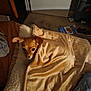 dog, blanket, brown, cozy, indoors, couch, pet, small_dog, fur, face, ears, curious, lying_down, soft_texture, carpet, door, room, household, comfort, resting