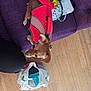 dog, puppy, red_harness, purple_couch, wooden_floor, plastic_bag, indoor, pet, small_dog, curious, furniture, flooring, domestic, canine, looking, household_items, fabric, leash, resting_place, home