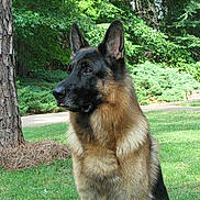 Kalen joined the competition — help win amazing prizes! dog, german_shepherd, outdoor, grass, tree, nature, pet, canine, animal, fur, alert, greenery, park, portrait, mammal, grassland, daylight, ears_up, watchful, companion