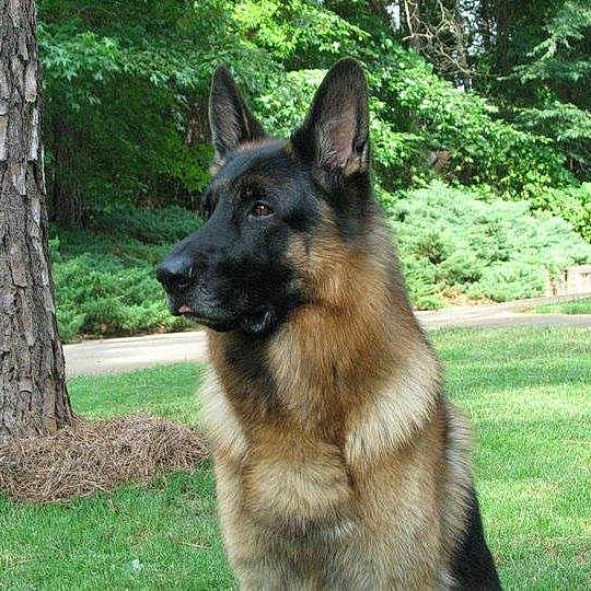 Kalen joined the competition — help win amazing prizes! dog, german_shepherd, outdoor, grass, tree, nature, pet, canine, animal, fur, alert, greenery, park, portrait, mammal, grassland, daylight, ears_up, watchful, companion