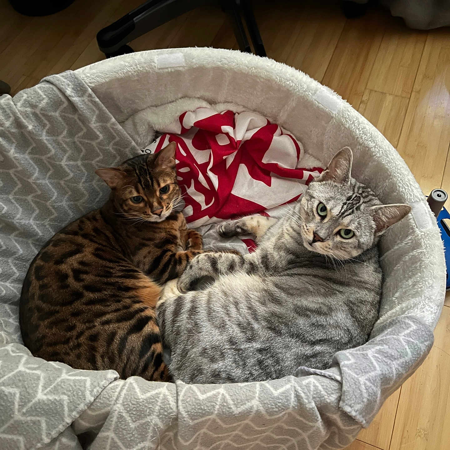 Mana And Maya joined the competition — help win amazing prizes! animal, bed, blanket, cat, cats, cozy, cute, domestic_animal, feline, floor, indoor, looking_at_camera, pet, resting, snuggling, soft_fabric, spotted_cat, tabby_cat, two_animals, wooden_floor