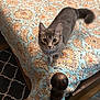 animal, bed, bedspread, bell, cat, collar, cozy, curious, feline, floor, floral_pattern, furniture, gray_cat, home, indoor, looking_up, pet, room, rug, wooden_bedpost