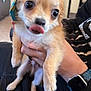 Atticus joined the competition — help win amazing prizes! animal, blurred_background, close_up, clothing, cute, dog, expression, face, furry, hand, hat, indoor, lemon_pattern, person_holding, pet, puppy, sitting, small_dog, tongue_out, watch