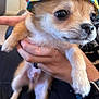 Atticus joined the competition — help win amazing prizes! adorable, animal, black_watch, bucket_hat, closeup, curious, cute, dog, face, furry, hand, hat, holding, indoor, lemon_pattern, person, pet, puppy, small, watch