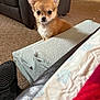 blanket, brown, carpet, cozy, curious, cute, dog, ears, floor, fur, furniture, home, indoor, leather_couch, pet, puppy, resting, shoe, small_dog, soft