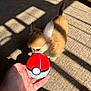 animal, brown, carpet, closeup, curious, cute, dog, furry, hand, indoor, pet, playful, pokeball, puppy, shadow, small_dog, sunlight, tattoo, toy, white
