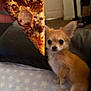 blanket, brown, chihuahua, couch, curious, dog, ears, food, fur, hand, indoor, looking, pet, pizza, puppy, sitting, slice, small_dog, star_pattern, white