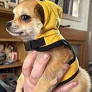 Atticus joined the competition — help win amazing prizes! animal, black_straps, brown_fur, closeup, costume, cute, dog, domestic, furniture, hand, indoor, mirror, person, pet, portrait, puppy, sitting, small, tattoo, yellow_hoodie