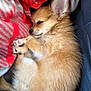 animal, blanket, cozy, cute, dog, ear, fluffy, fur, gray, indoors, leather, nose, paw, pet, puppy, red, resting, sleeping, small, soft