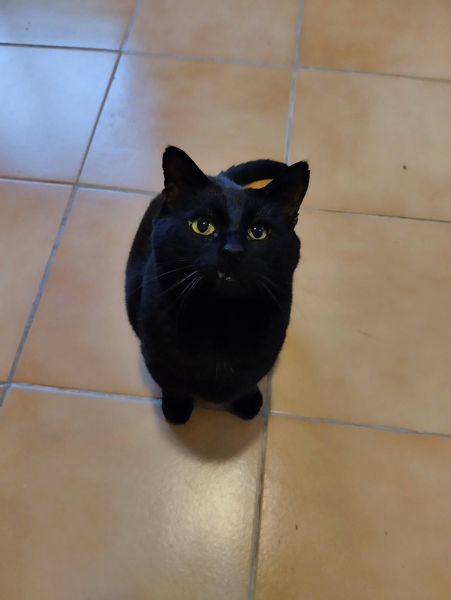 Sparow a rejoint le concours — aidez-le/la à gagner de superbes lots ! black_cat, bombay, carnivore, cat, domestic_short_haired_cat, electric_blue, felidae, floor, flooring, fur, hardwood, small_to_medium_sized_cats, snout, tail, terrestrial_animal, tile_flooring, whiskers