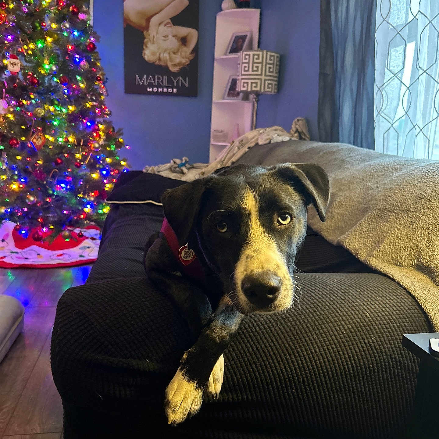 Luna is registered to the contest to win money with this photo: adult, animal, architecture, building, canine, couch, cushion, dog, female, furniture, homedecor, hound, indoors, lamp, livingroom, person, pet, puppy, room, woman