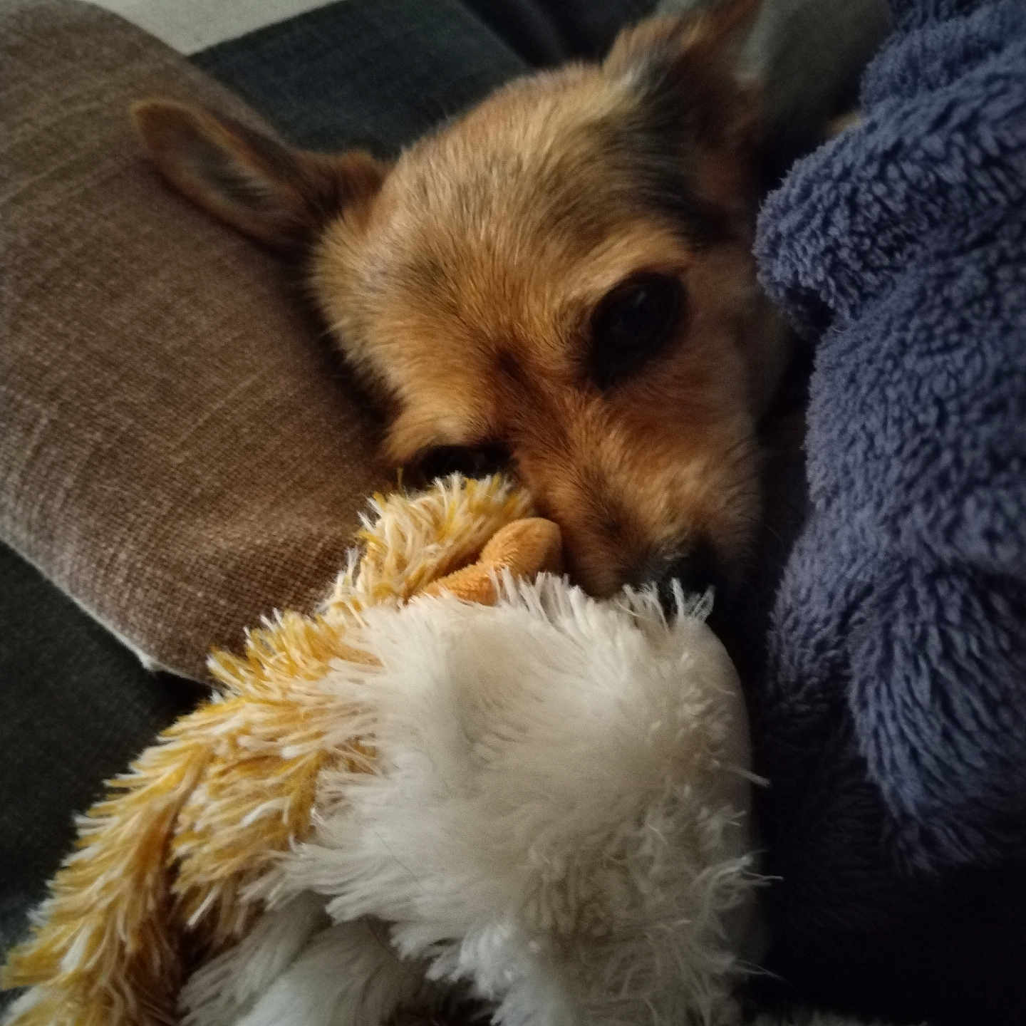 Daisy participe au concours pour gagner de l'argent avec cette photo : animal, blanket, canine, chihuahua, clothing, cockerspaniel, couch, cushion, dog, fox, fur, furniture, germanshepherd, homedecor, hound, linen, papillon, pet, puppy, terrier