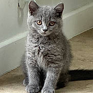 Blu is registered to the contest to win money with this photo: animal, cat, curious, cute, domestic, ears, feline, floor, fur, gray, indoor, kitten, pet, portrait, sitting, small, tail, wall, whiskers, young