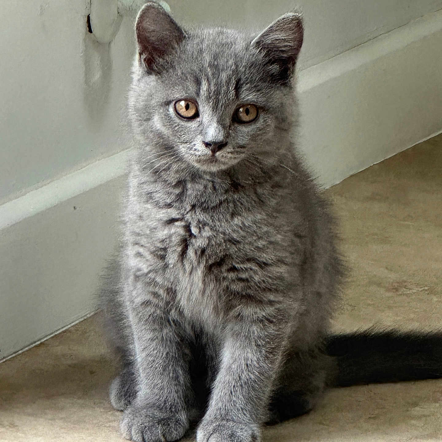 Blu is registered to the contest to win money with this photo: animal, cat, curious, cute, domestic, ears, feline, floor, fur, gray, indoor, kitten, pet, portrait, sitting, small, tail, wall, whiskers, young