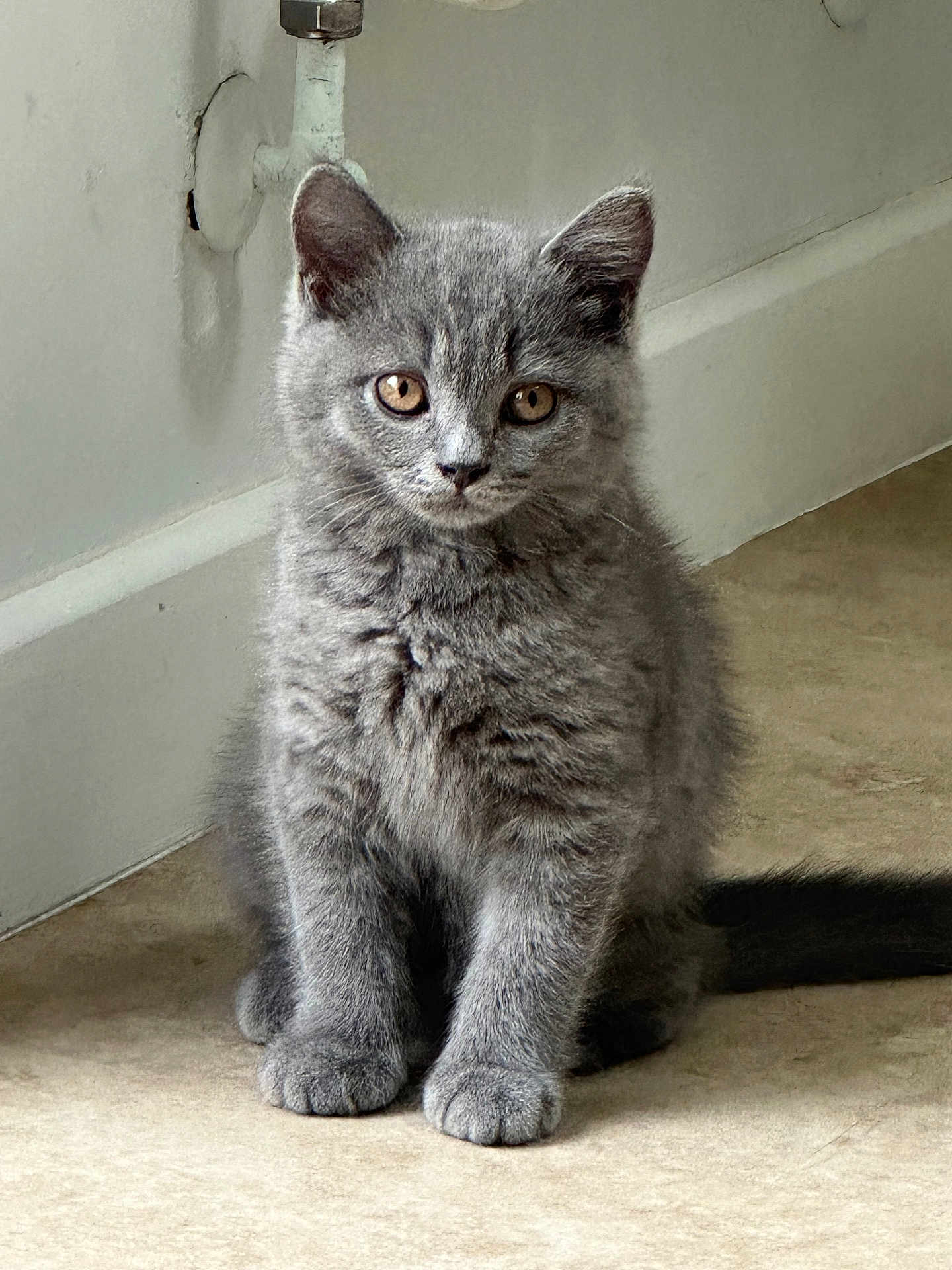 Blu