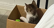 Peekaboo is registered to the contest to win money with this photo: animal, back_view, cardboard_box, cat, cozy, cute, domestic, feline, floor, furniture, green_object, home, indoor, pet, resting, sitting, small_cat, tabby_cat, wall, white_fabric