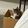 Peekaboo is registered to the contest to win money with this photo: cat, cardboard_box, indoor, floor, white_fabric, green_object, furniture, wall, pet, animal, small_cat, tabby_cat, sitting, back_view, cozy, home, cute, domestic, feline, resting