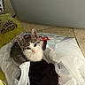 kitten, cat, plastic_bag, floor, tile, gray_and_white_cat, black_cat, pet, animal, cute, indoor, small, feline, curious, snuggling, resting, young_cat, domestic_cat, cozy, companion