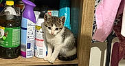 Peekaboo joined the competition — help win amazing prizes! kitten, cat, shelf, household_items, cleaning_products, bottle, spray_can, books, black_cat, wood, indoor, curious, pet, small_animal, feline, domestic, cute, shadow, clutter, storage