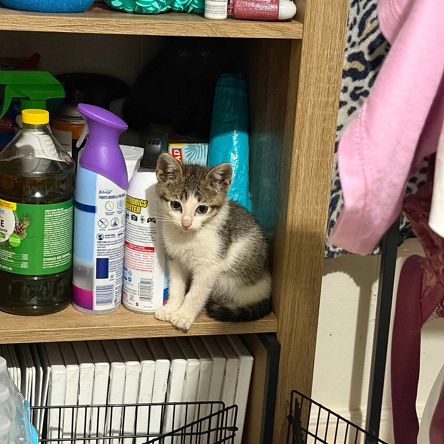 Peekaboo joined the competition — help win amazing prizes! kitten, cat, shelf, household_items, cleaning_products, bottle, spray_can, books, black_cat, wood, indoor, curious, pet, small_animal, feline, domestic, cute, shadow, clutter, storage